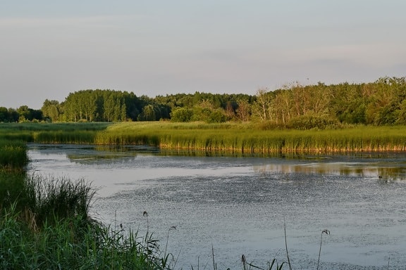 wetland